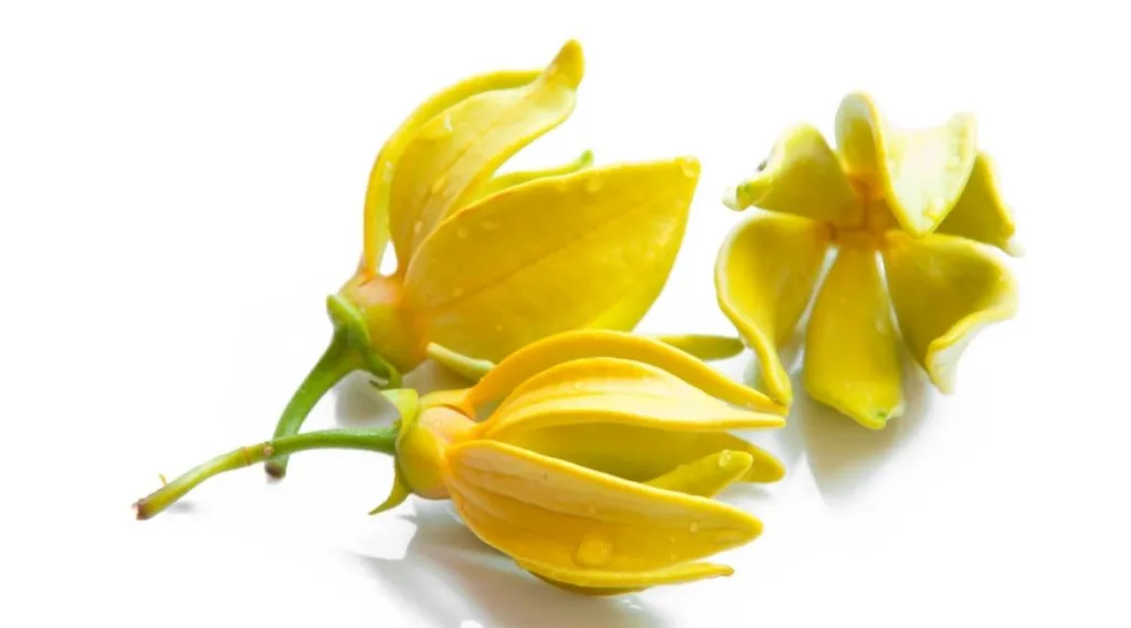 Ylang ylang essential oils for better sleep